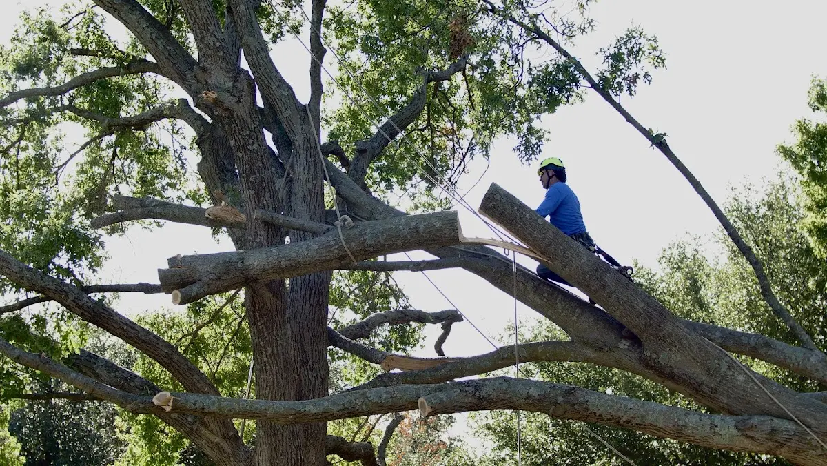 Professional Crown Thinning performed by certified arborists in New London